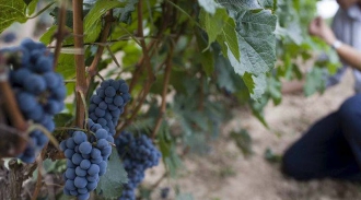 Китайский «Бордо»: Как Китай превращает пустыни в виноградники.