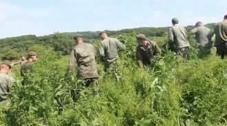 В Приморье за год изъяли более четырех тонн наркотиков растительного происхождения