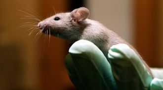 Алкоголизм у мышей подавили смесью из двух лекарств