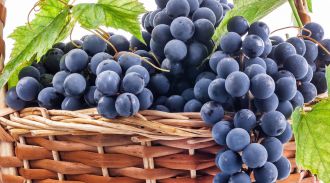 Молдова. Урожай винограда для производства вина увеличится на 10-15%
