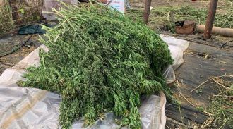 У наркодилеров в Волгоградской области изъяли 170 кг марихуаны