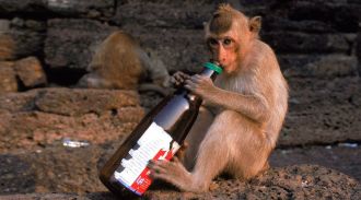 Тягу к спирту у обезьян-алкоголиков подавили с помощью гормона