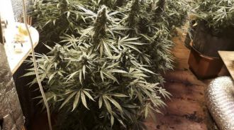 На Дальнем Востоке задержали наркогруппировку, у которой изъяли 100 кг марихуаны