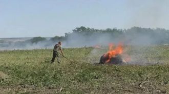 В России уничтожили 40 тонн незаконно выращенной конопли