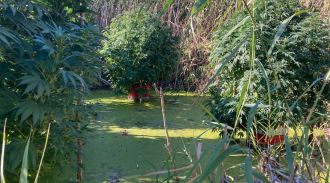 В Волгоградской области наркодельцы выращивали коноплю на болоте