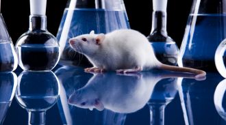 Крыс посадили на алкодиету, чтобы помочь найти лекарство от алкоголизма