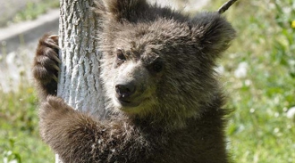 Медведицу в нижегородском зоопарке лечат не от алкоголизма, а от стресса