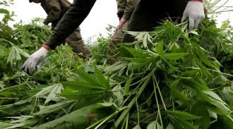 Более 4 тонн наркотиков и наркосодержащих растений изъято в России с мая по октябрь