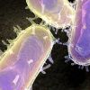 Бактерия трезвости: лечить алкоголизм помогут микроорганизмы