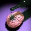 Влияние алкоголя на мозг и нервную систему