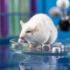 Пьющие мыши помогли ученым выяснить, как алкоголь разрушает семьи
